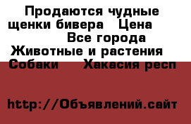 Продаются чудные щенки бивера › Цена ­ 25 000 - Все города Животные и растения » Собаки   . Хакасия респ.